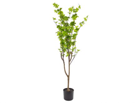 Ціна: Дерево Дісосма зелена 120 см