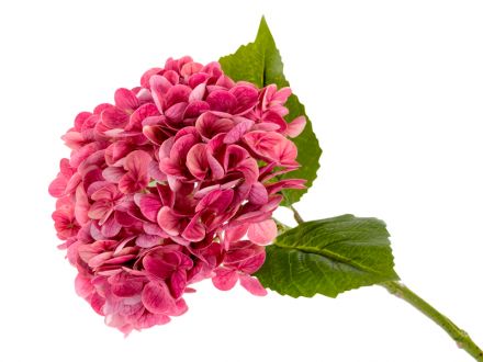 Ціна: Квітка гортензії фуксія 56 см (латекс)